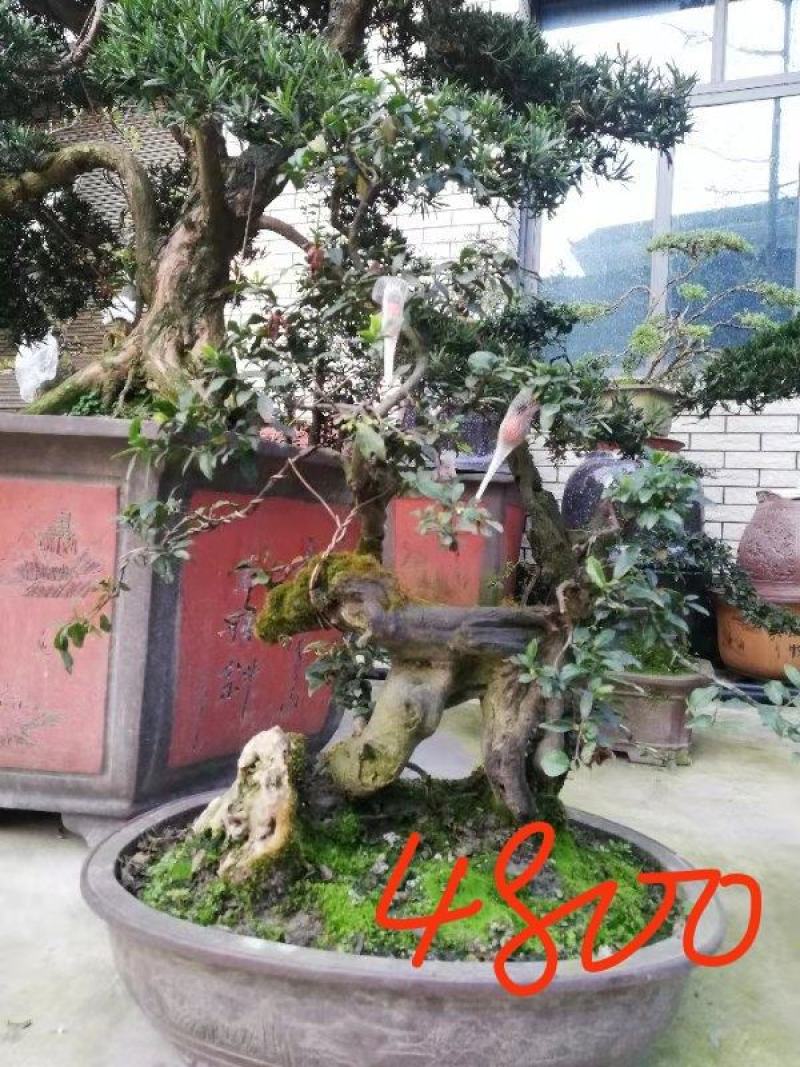 【精品】金弹子盆景，盆景种植基地量大从优欢迎选购