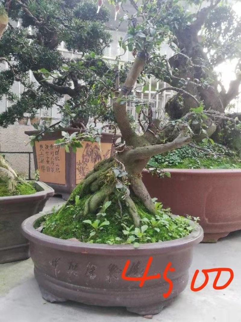 【精品】金弹子盆景，盆景种植基地量大从优欢迎选购