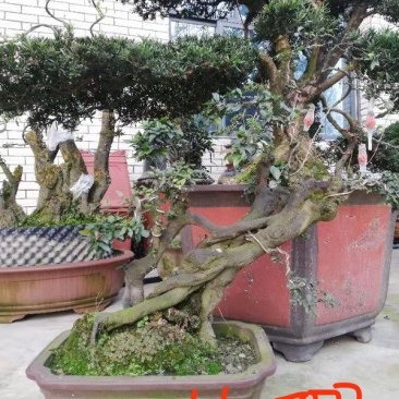 【精品】金弹子盆景，盆景种植基地量大从优欢迎选购