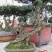 【精品】金弹子盆景，盆景种植基地量大从优欢迎选购