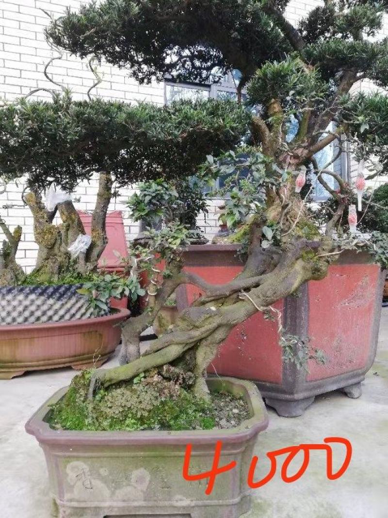 【精品】金弹子盆景，盆景种植基地量大从优欢迎选购