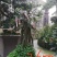 【精品】金弹子盆景，盆景种植基地量大从优欢迎选购