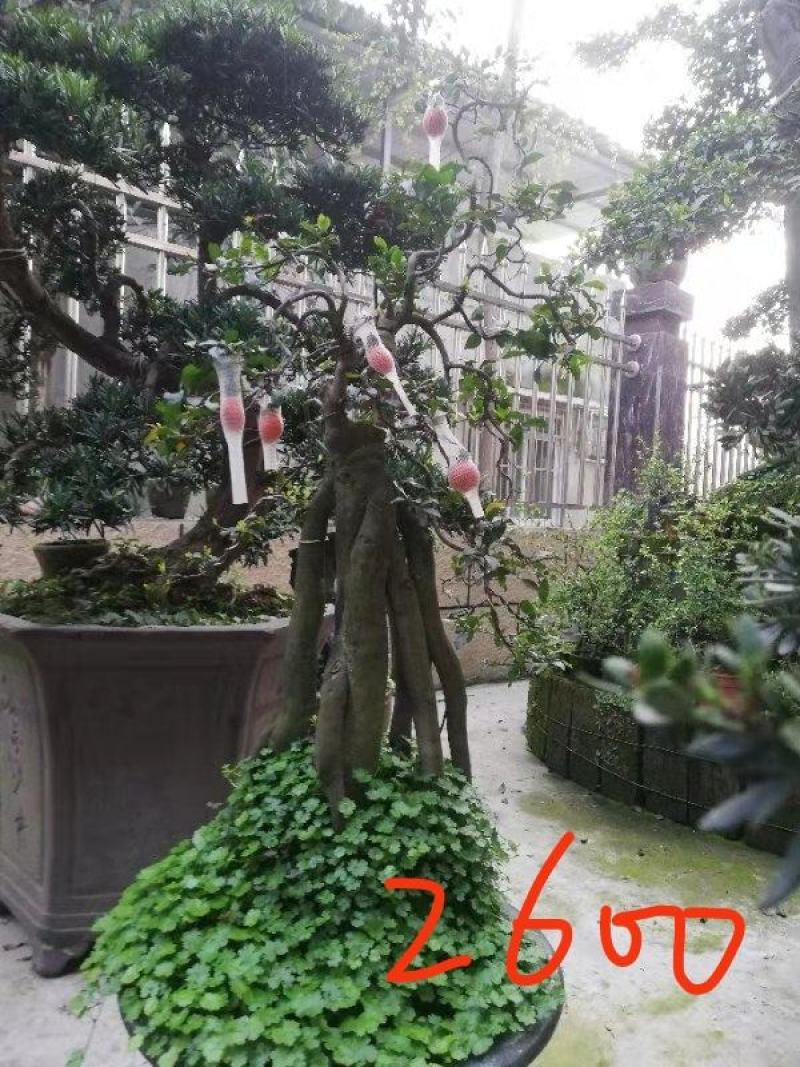 【精品】金弹子盆景，盆景种植基地量大从优欢迎选购