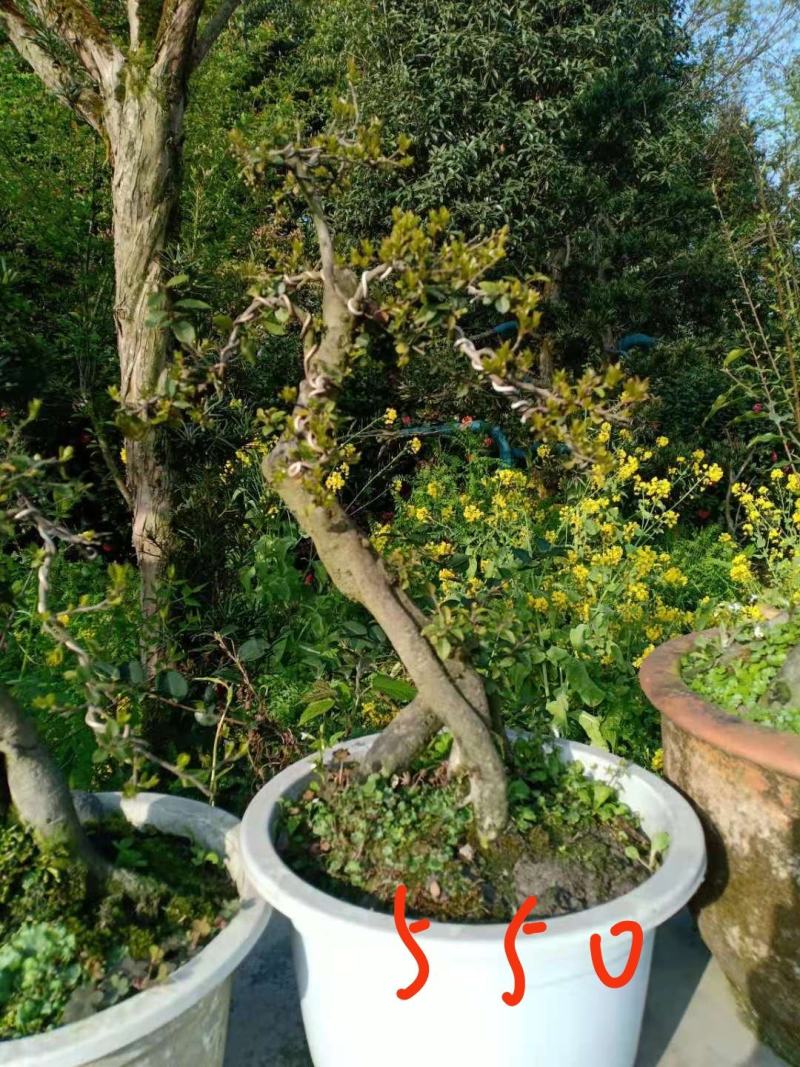 【精品】金弹子盆景，盆景种植基地量大从优欢迎选购