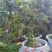 【精品】金弹子盆景，盆景种植基地量大从优欢迎选购
