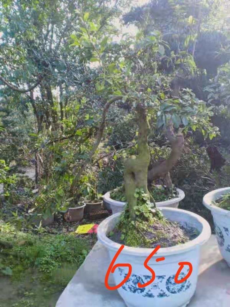 【精品】金弹子盆景，盆景种植基地量大从优欢迎选购