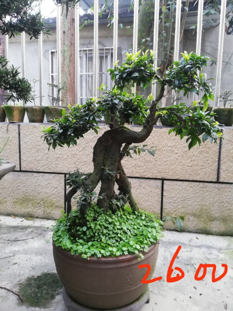 【精品】金弹子盆景，盆景种植基地量大从优欢迎选购