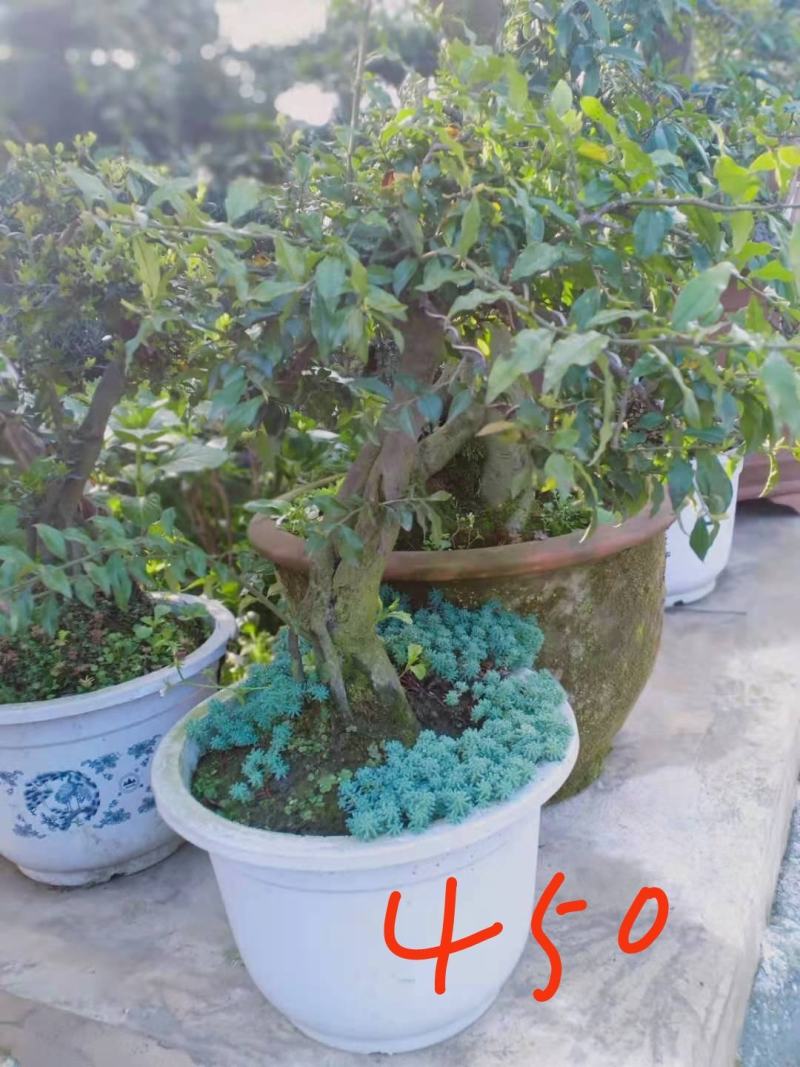 【精品】金弹子盆景，盆景种植基地量大从优欢迎选购