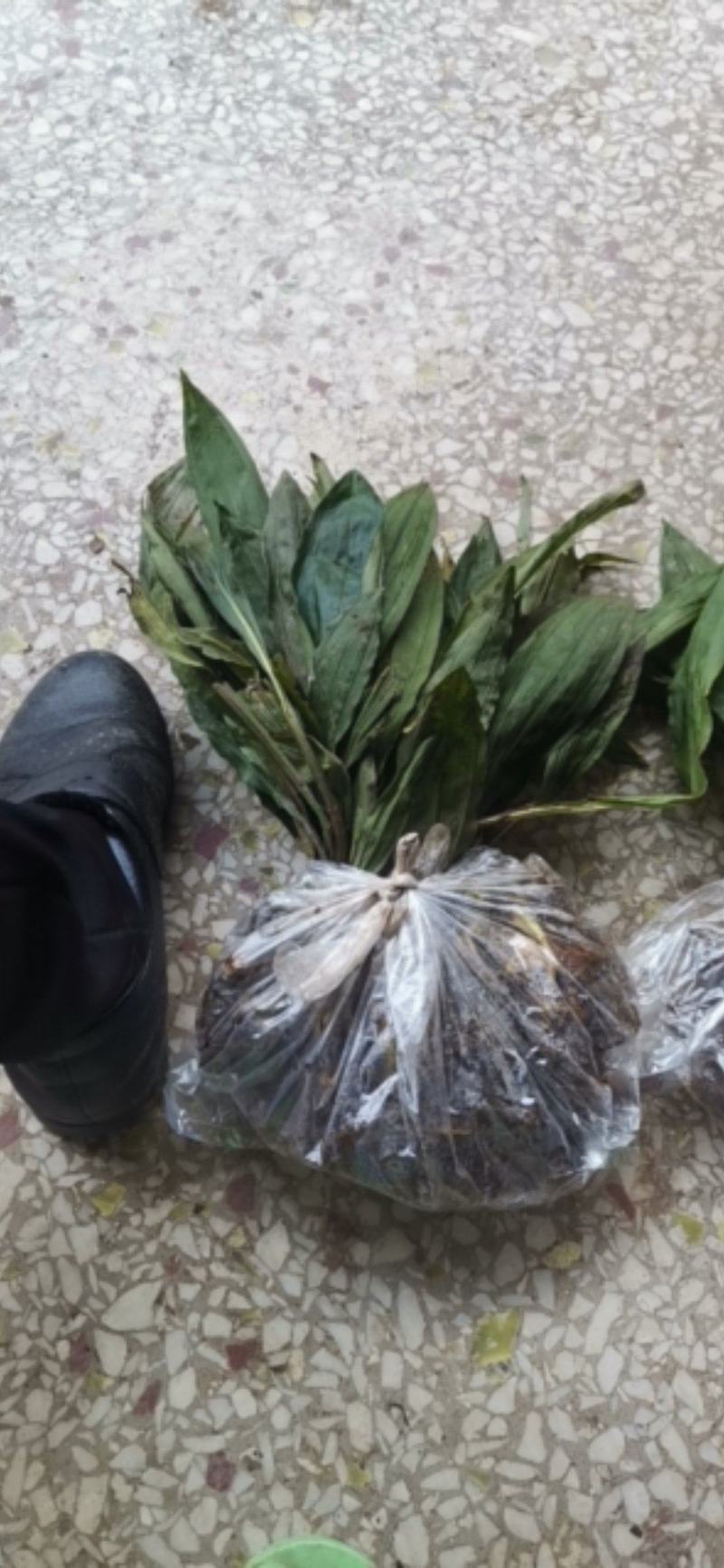 毛慈菇种苗，正值产新。种值佳时。