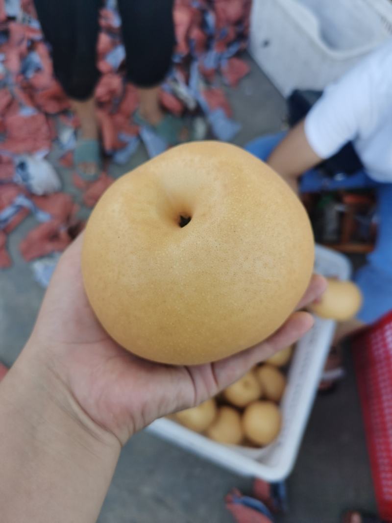 晚秋黄梨大量上市货品足质量好香甜汁多欢迎选购