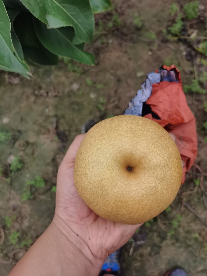 晚秋黄梨大量上市货品足质量好香甜汁多欢迎选购