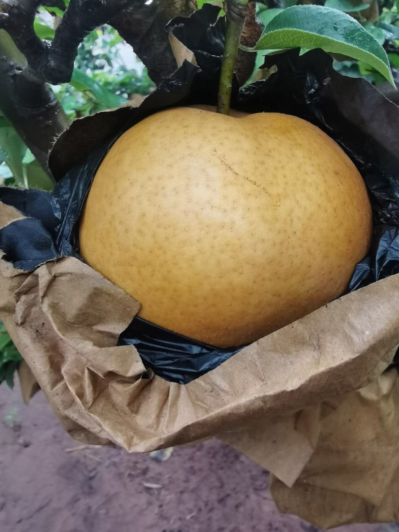 晚秋黄梨大量上市货品足质量好香甜汁多欢迎选购