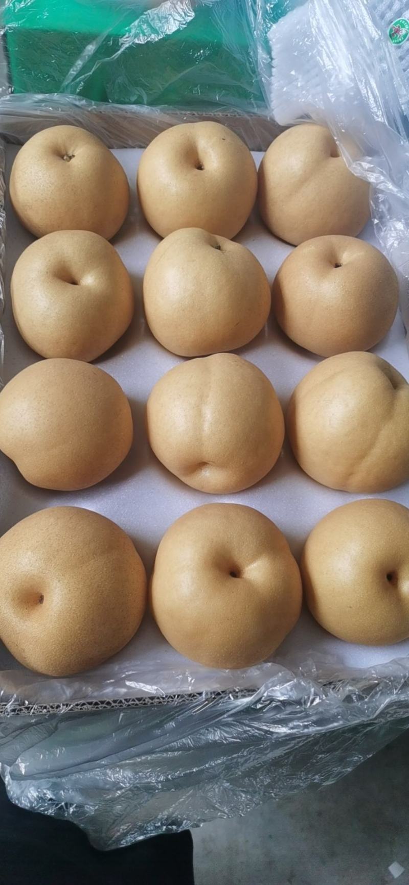 晚秋黄梨大量上市货品足质量好香甜汁多欢迎选购