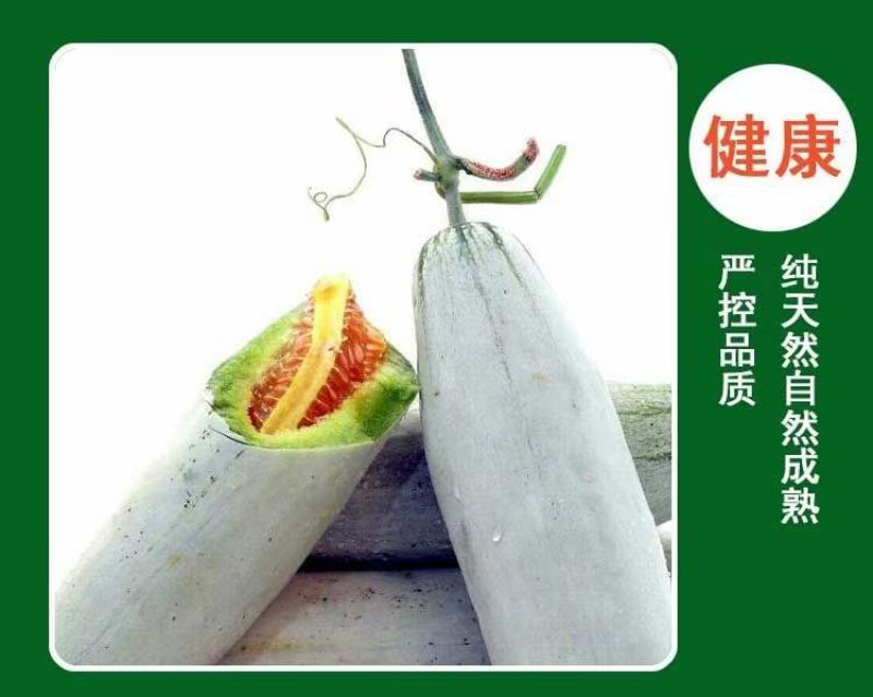 茄果类山东莘县甜瓜种植基地