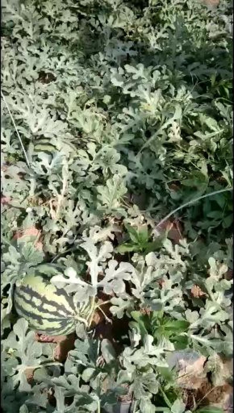 山东大棚甜王西瓜大量上市欢迎全国各地客户洽谈