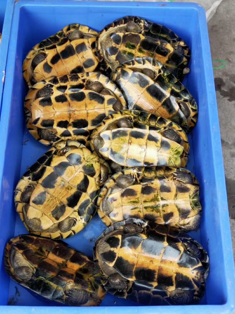 家养老南石种龟，高产量种母，都是带蛋的龟，产地一手货源充