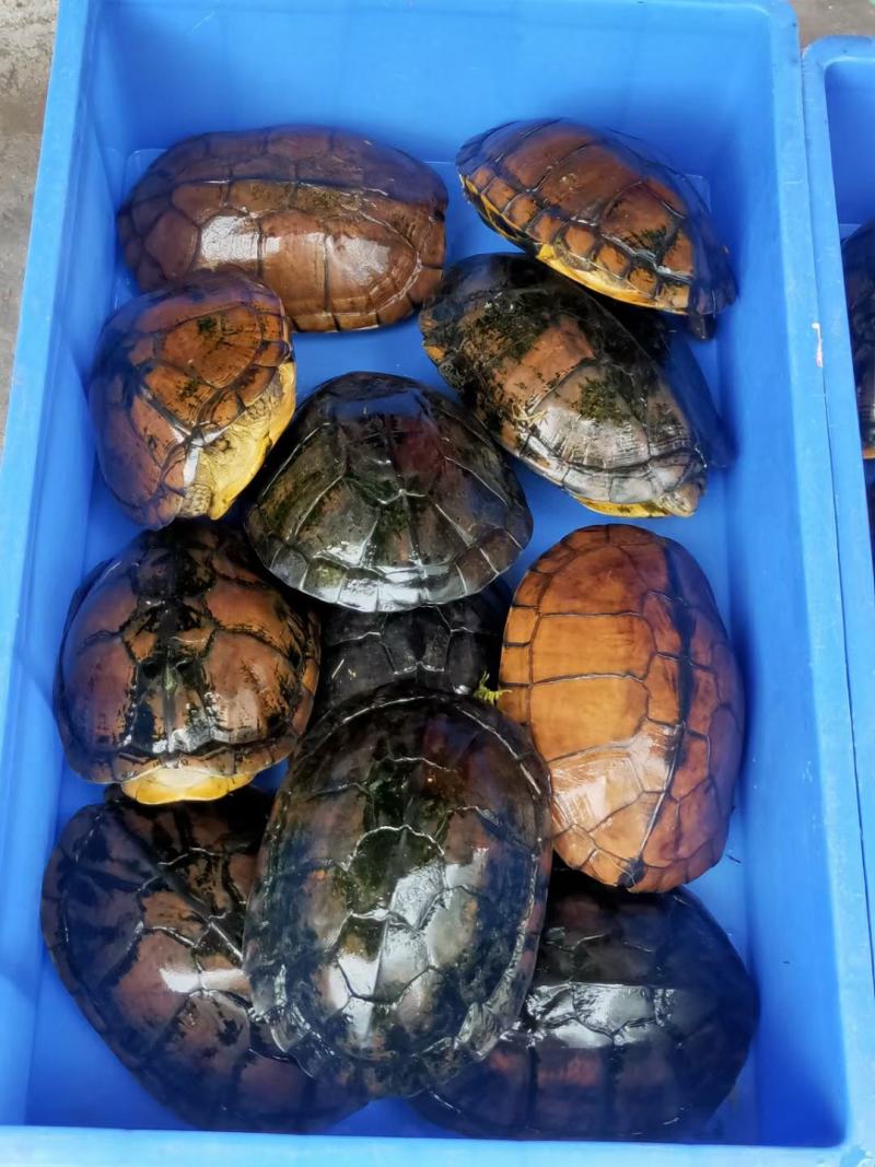 家养老南石种龟，高产量种母，都是带蛋的龟，产地一手货源充