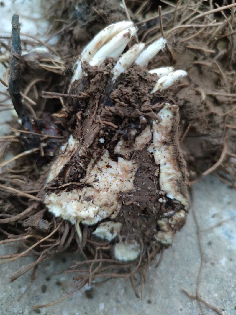 品质保证苍术营养丰富货源充足