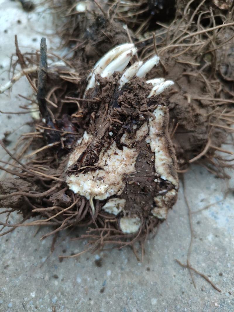 品质保证苍术营养丰富货源充足