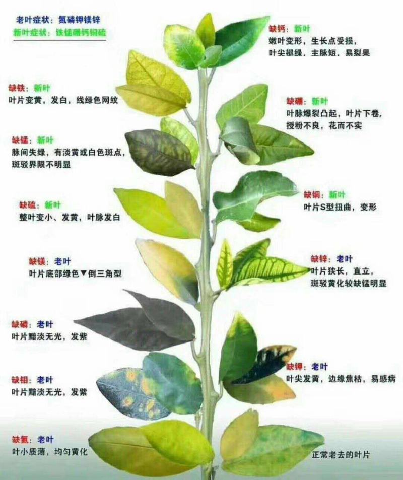 十三元素水溶肥，全营养，高吸收，纠正缺素的叶面喷施肥