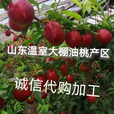 供应油桃中油4号5号9号19产地冠县大棚品种齐全欢迎采购