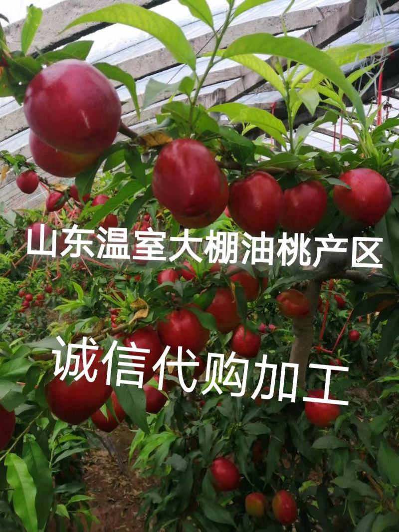 供应油桃中油4号5号9号19产地冠县大棚品种齐全欢迎采购