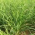 大量低价供应韭菜根当年新根，基地直发，全国供货，保客满意