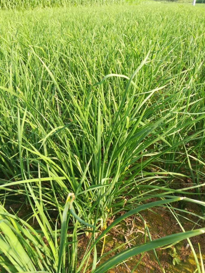 大量低价供应韭菜根当年新根，基地直发，全国供货，保客满意