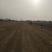 大量低价供应韭菜根当年新根，基地直发，全国供货，保客满意
