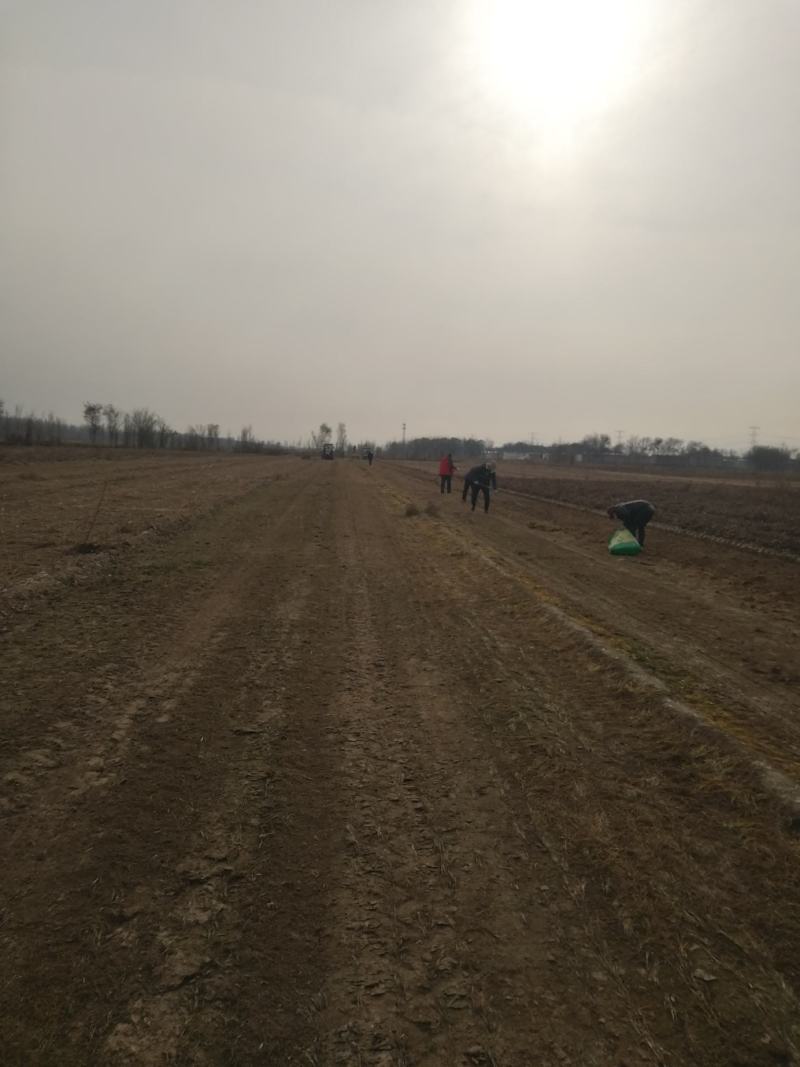 大量低价供应韭菜根当年新根，基地直发，全国供货，保客满意
