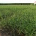 大量低价供应韭菜根当年新根，基地直发，全国供货，保客满意