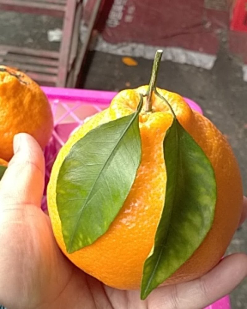 丑桔。国产，货源充足天。好吃。有需要的新老客户在一亩田联
