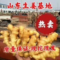 鲜姜大量上市，大黄姜产地生姜产地直销货源充足