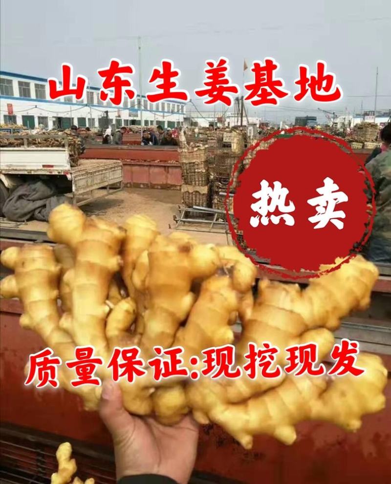 鲜姜大量上市，大黄姜产地生姜产地直销货源充足