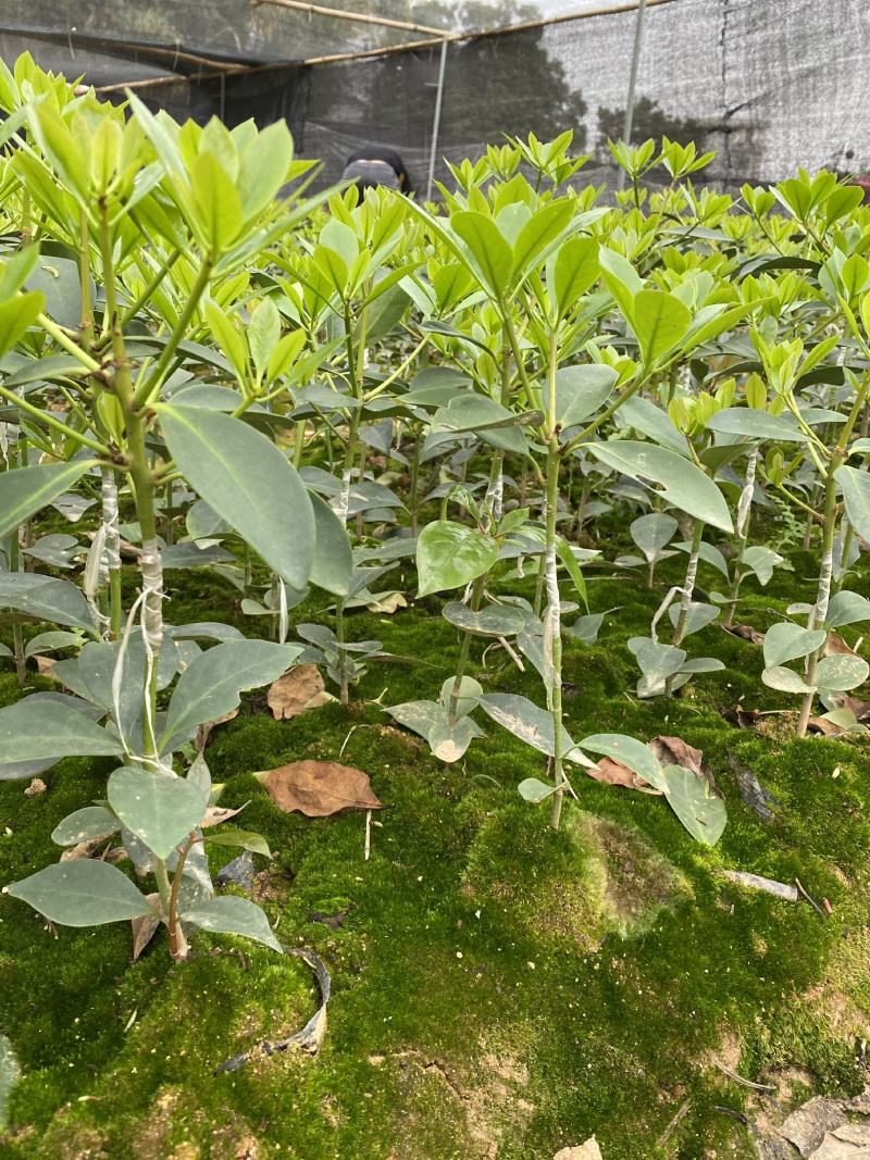 正宗广西藤县大红八角嫁接苗基地直销原装杯苗带泥头发货