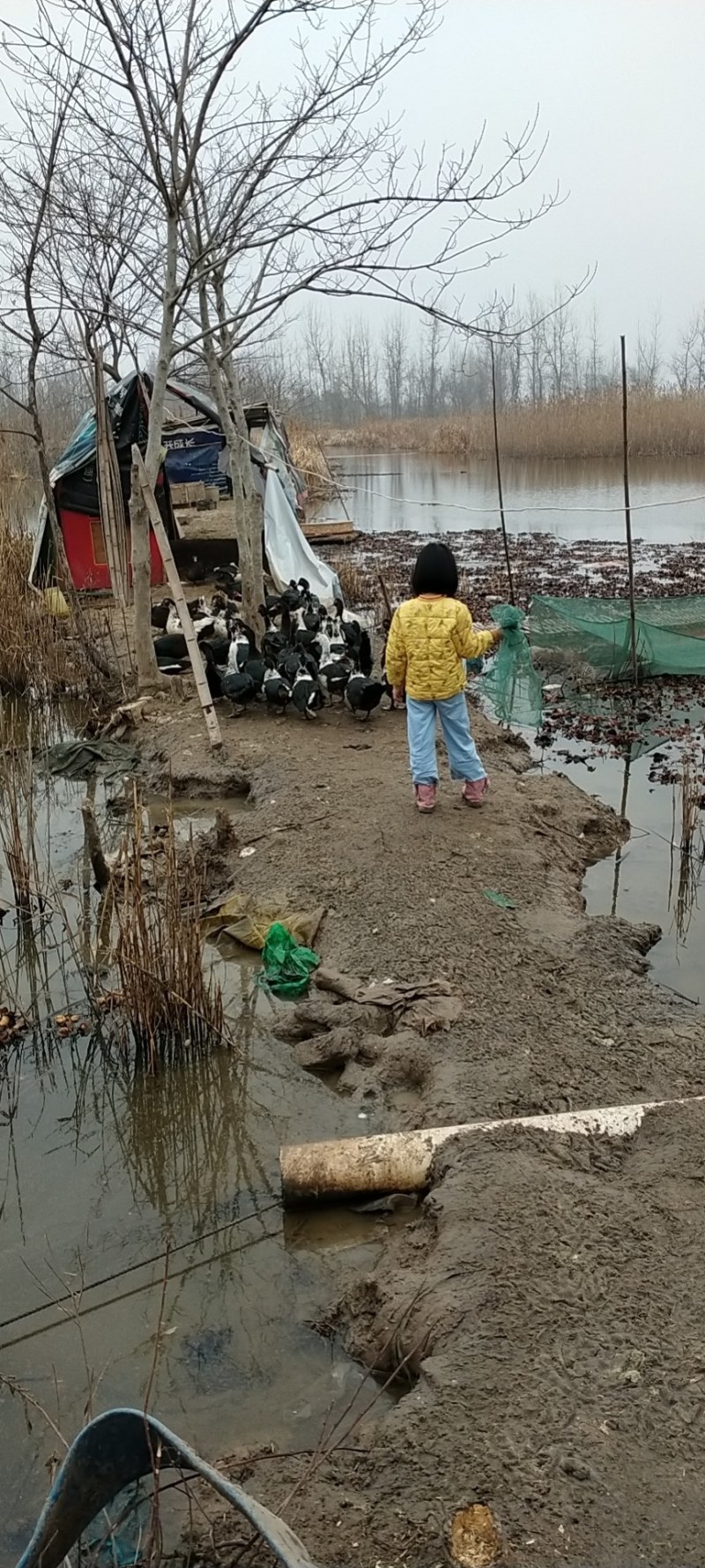 宁波本地小龙虾开始上市了