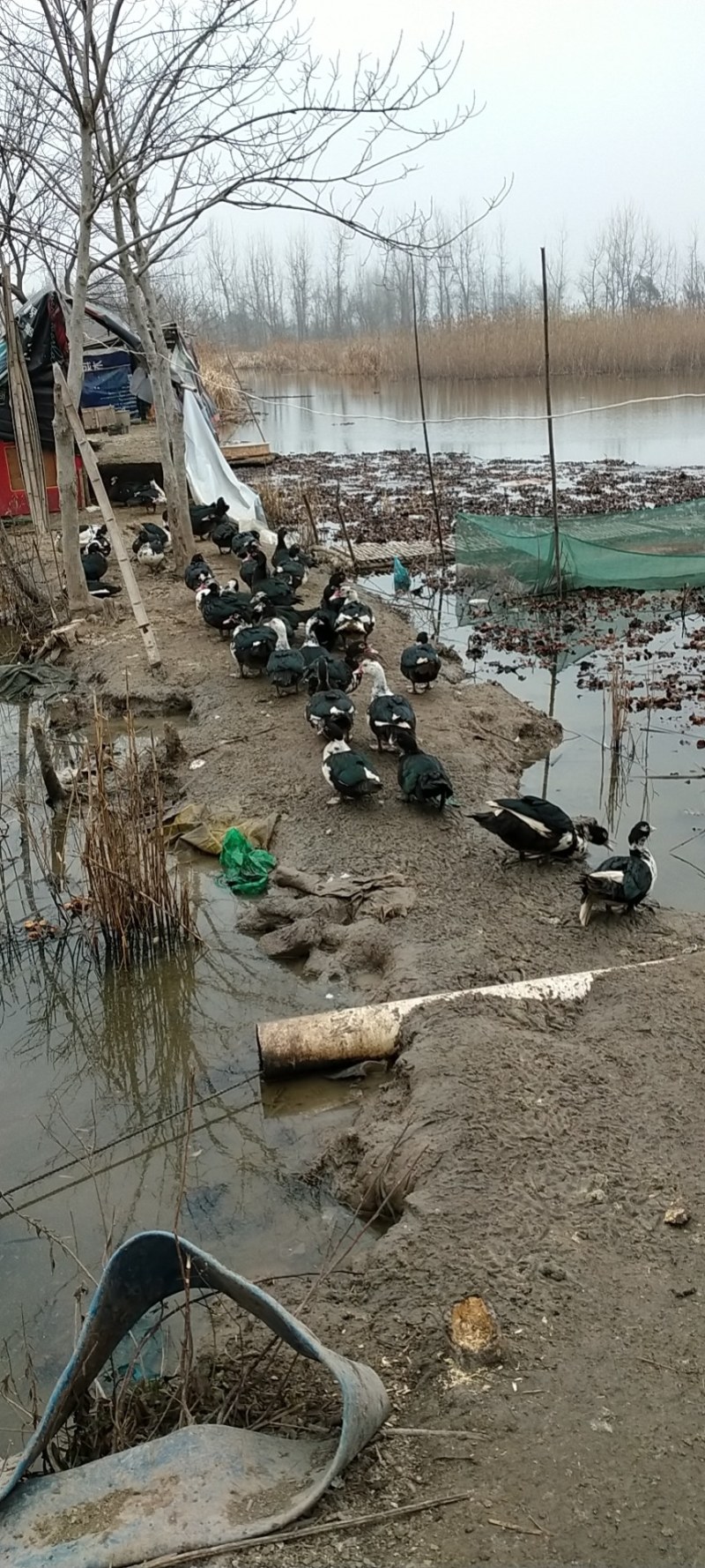 宁波本地小龙虾开始上市了