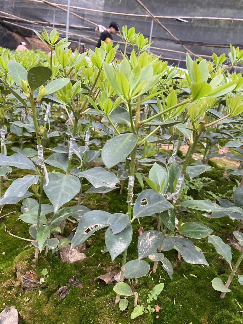 广西藤县大红八角嫁接苗基地直销杯苗现发量大从优