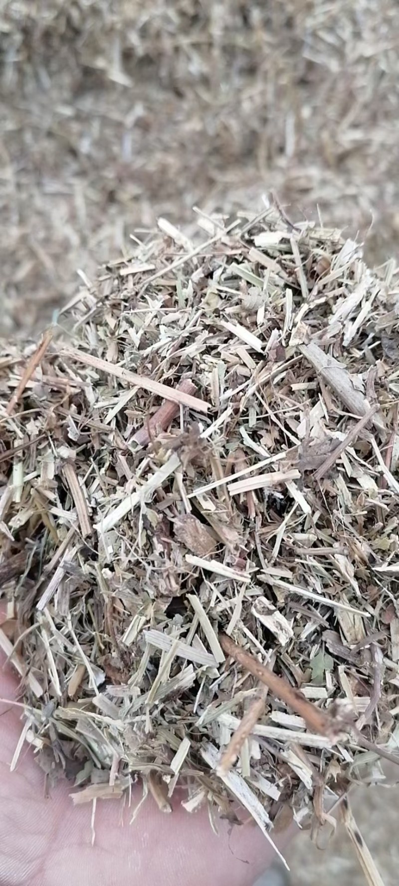 常年大量出售一级花生秧二级花生秧