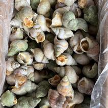 加拿大翡翠螺，上海一手货源批发价。一件13公斤。