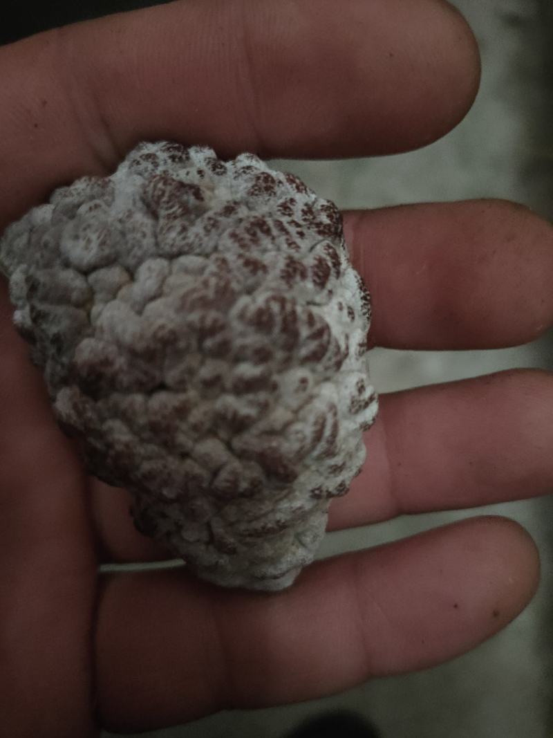 玛卡菌产地玛卡菌猴脑菌