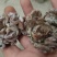 玛卡菌产地玛卡菌猴脑菌
