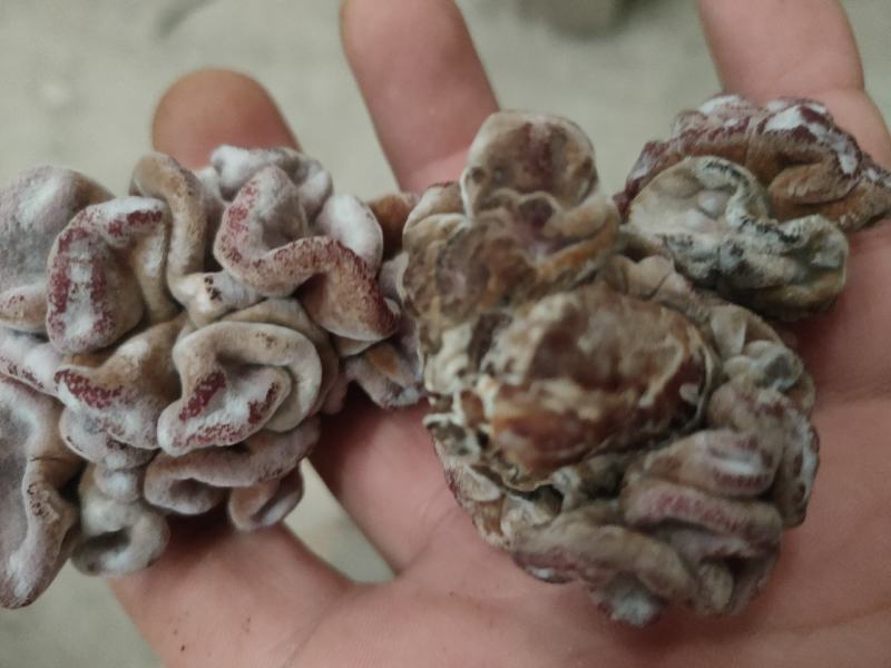 玛卡菌产地玛卡菌猴脑菌