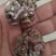 玛卡菌产地玛卡菌猴脑菌
