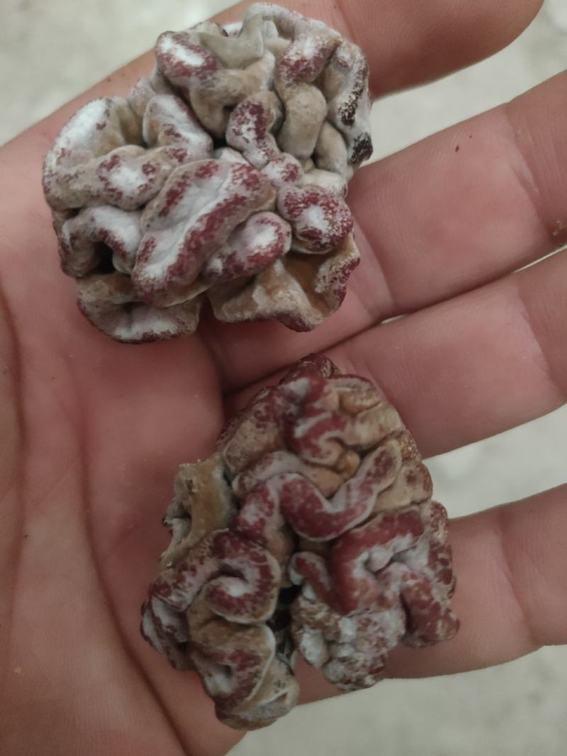 玛卡菌产地玛卡菌猴脑菌