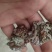 玛卡菌产地玛卡菌猴脑菌