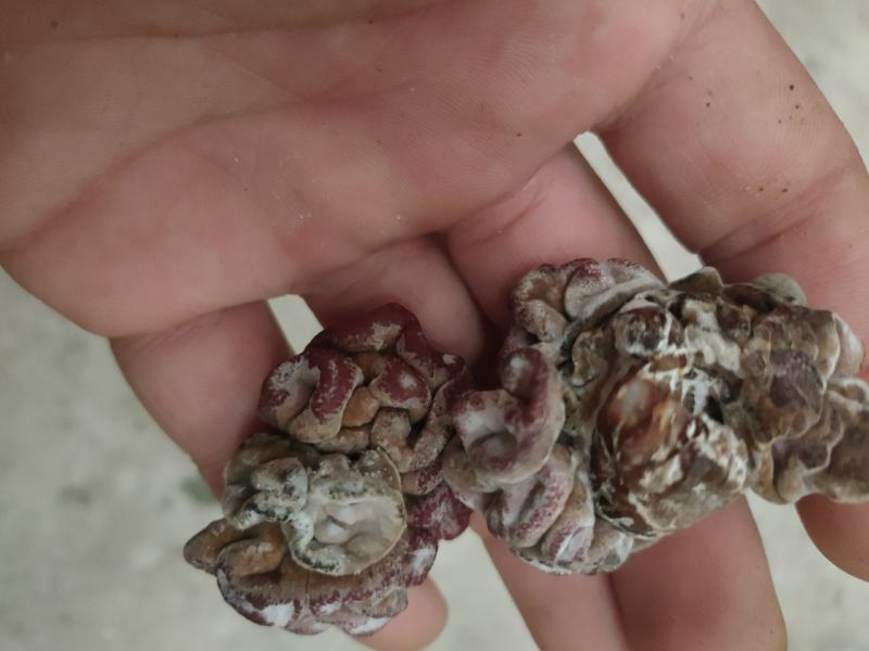 玛卡菌产地玛卡菌猴脑菌