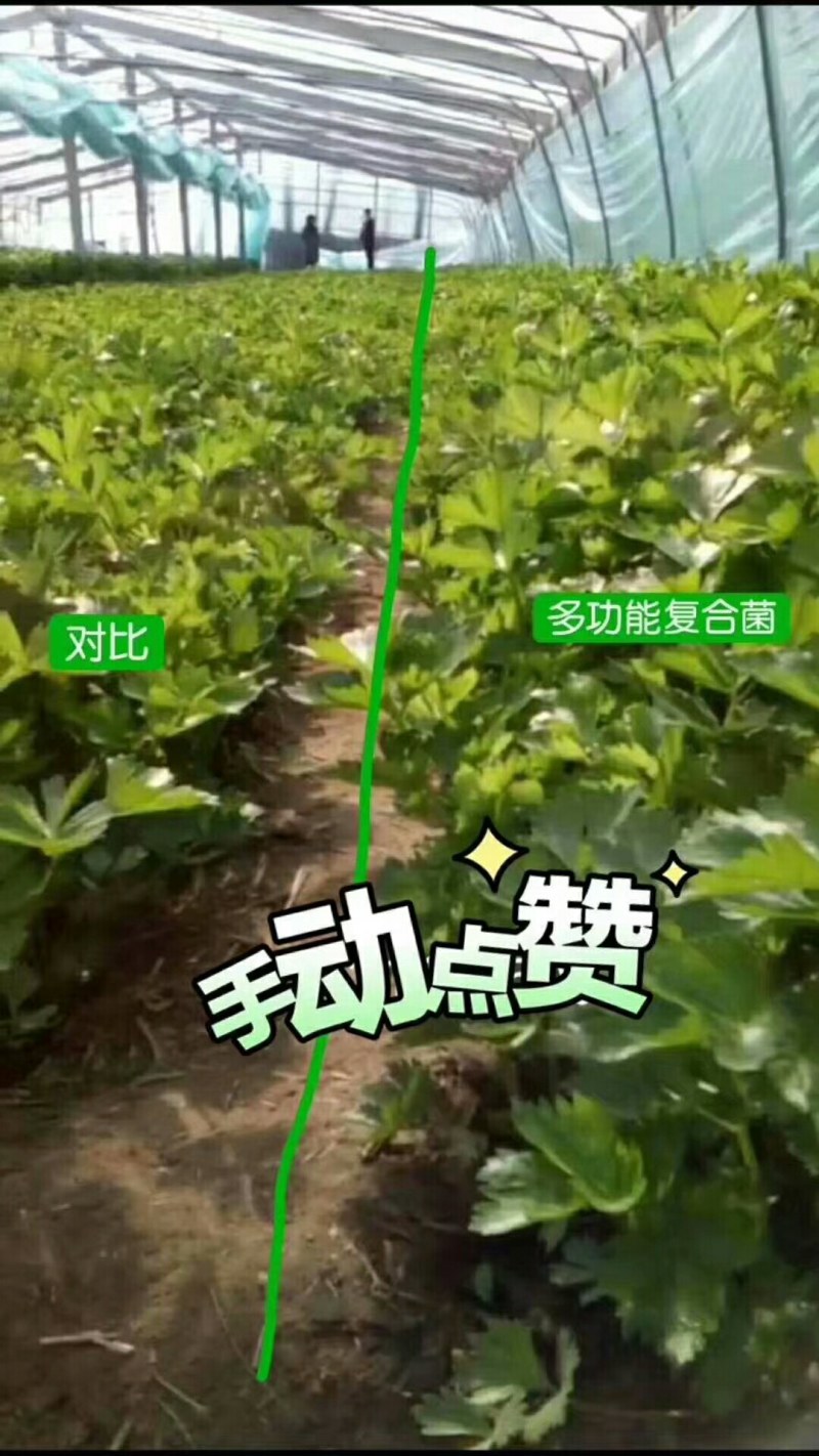 河北省优质羊粪有机肥厂家直供从优全国发货