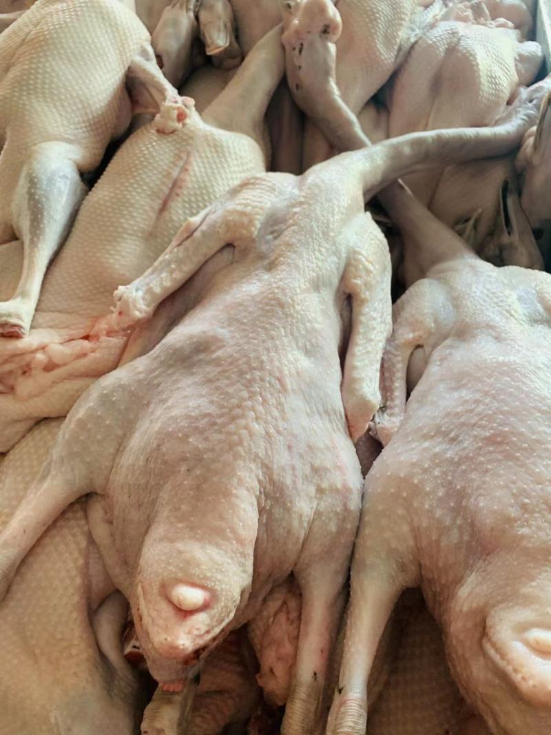 广东黑棕鹅，适合烧鹅，冰鲜冷冻均可