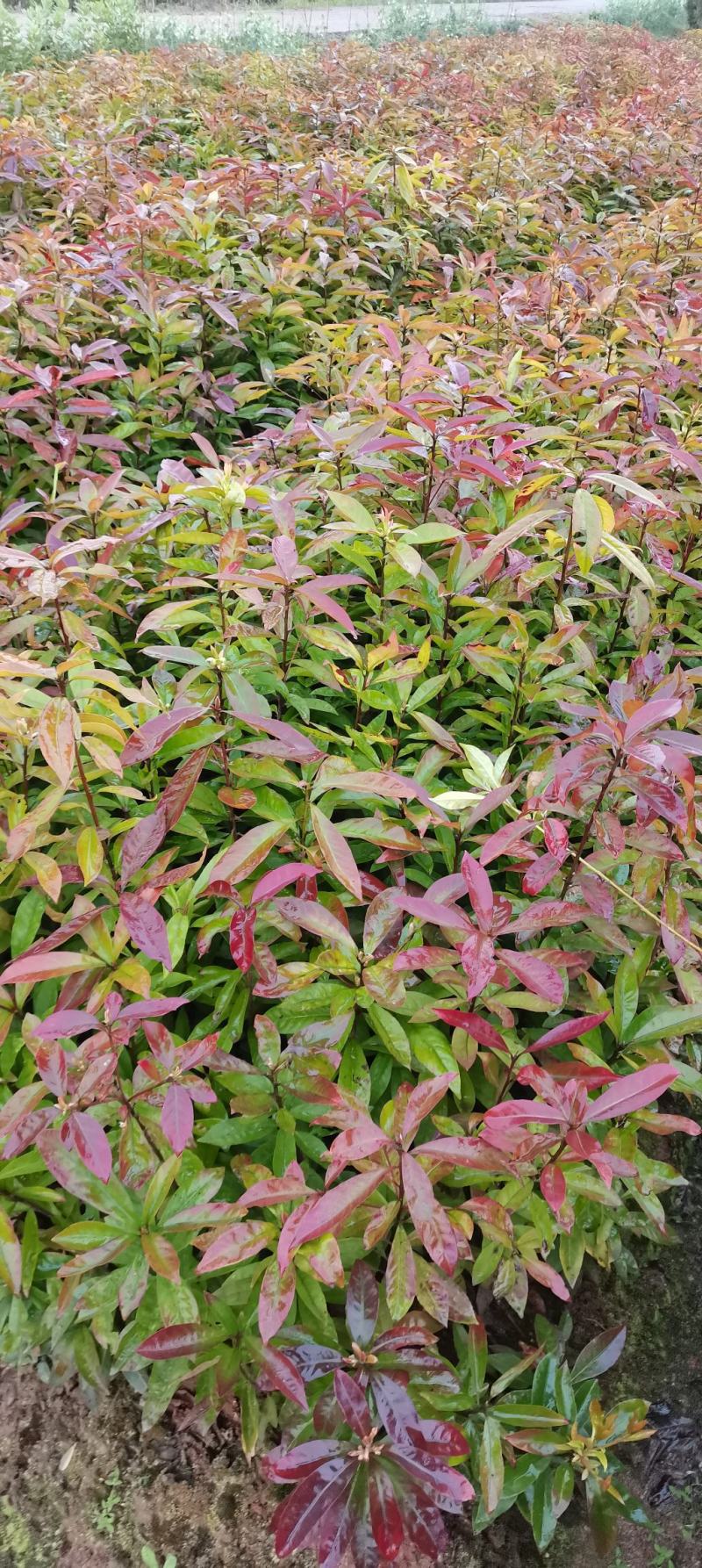 地径2-3公分木荷，造林苗绿化苗大量供应，自产自销